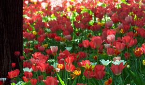 Preview wallpaper tulips, flowers, sun, green, park