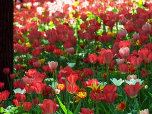 Preview wallpaper tulips, flowers, sun, green, park