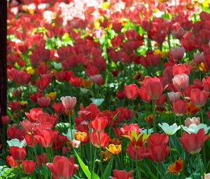 Preview wallpaper tulips, flowers, sun, green, park