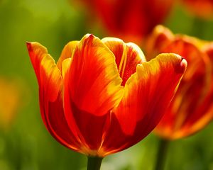 Preview wallpaper tulips, flowers, sunny, bright
