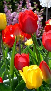 Preview wallpaper tulips, flowers, sunny, flowerbed, spring