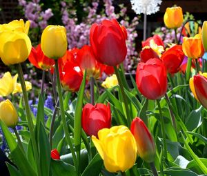 Preview wallpaper tulips, flowers, sunny, flowerbed, spring