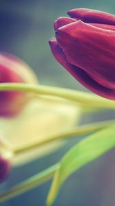 Preview wallpaper tulips, flowers, three, blurring