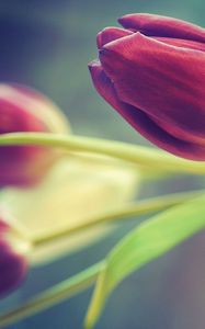 Preview wallpaper tulips, flowers, three, blurring