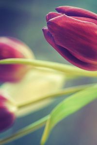 Preview wallpaper tulips, flowers, three, blurring