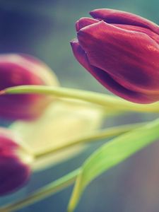 Preview wallpaper tulips, flowers, three, blurring