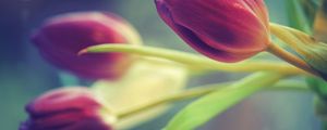 Preview wallpaper tulips, flowers, three, blurring