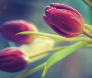 Preview wallpaper tulips, flowers, three, blurring