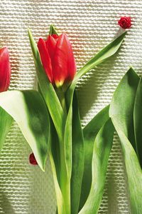 Preview wallpaper tulips, flowers, three, lies, beauty