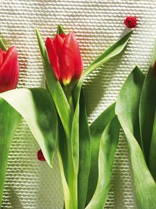 Preview wallpaper tulips, flowers, three, lies, beauty