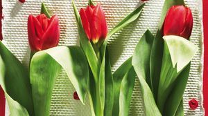 Preview wallpaper tulips, flowers, three, lies, beauty