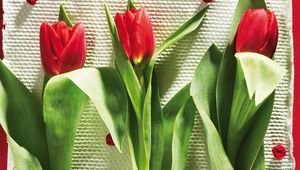 Preview wallpaper tulips, flowers, three, lies, beauty