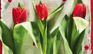 Preview wallpaper tulips, flowers, three, lies, beauty