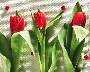 Preview wallpaper tulips, flowers, three, lies, beauty