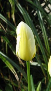 Preview wallpaper tulips, flowers, three, bud, close-up