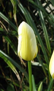 Preview wallpaper tulips, flowers, three, bud, close-up