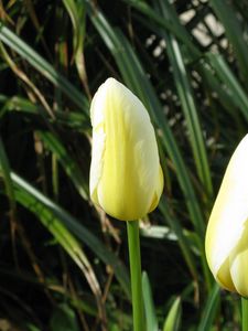 Preview wallpaper tulips, flowers, three, bud, close-up