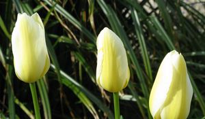 Preview wallpaper tulips, flowers, three, bud, close-up