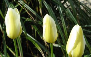 Preview wallpaper tulips, flowers, three, bud, close-up