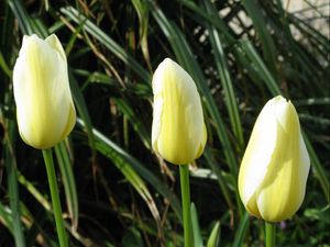 Preview wallpaper tulips, flowers, three, bud, close-up