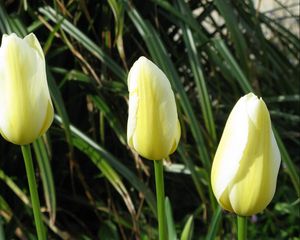 Preview wallpaper tulips, flowers, three, bud, close-up