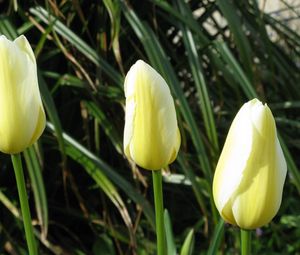 Preview wallpaper tulips, flowers, three, bud, close-up