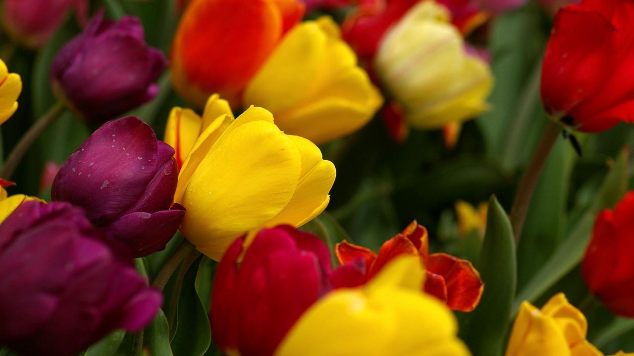 Wallpaper tulips, flowers, tilt, colorful, drop, freshness