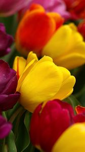 Preview wallpaper tulips, flowers, tilt, colorful, drop, freshness
