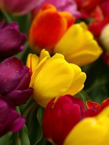 Preview wallpaper tulips, flowers, tilt, colorful, drop, freshness