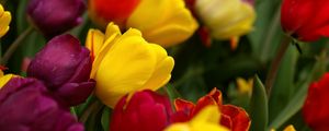 Preview wallpaper tulips, flowers, tilt, colorful, drop, freshness