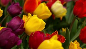 Preview wallpaper tulips, flowers, tilt, colorful, drop, freshness