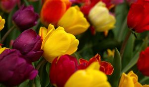 Preview wallpaper tulips, flowers, tilt, colorful, drop, freshness