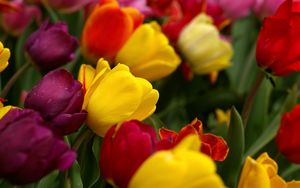 Preview wallpaper tulips, flowers, tilt, colorful, drop, freshness