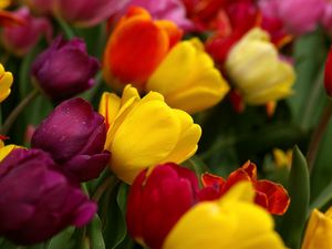 Preview wallpaper tulips, flowers, tilt, colorful, drop, freshness