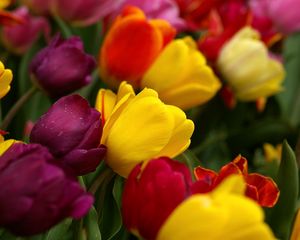 Preview wallpaper tulips, flowers, tilt, colorful, drop, freshness