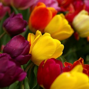 Preview wallpaper tulips, flowers, tilt, colorful, drop, freshness