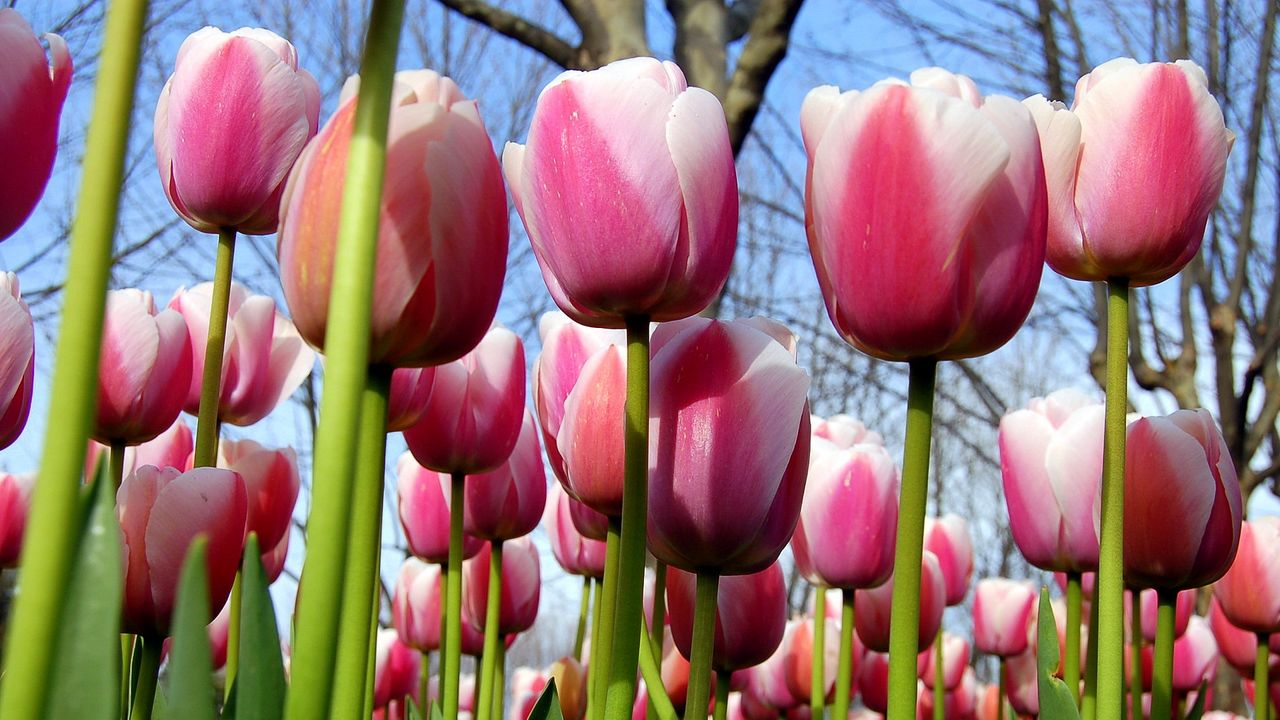 Wallpaper tulips, flowers, trees, spring, sky