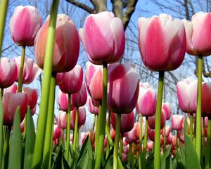 Preview wallpaper tulips, flowers, trees, spring, sky