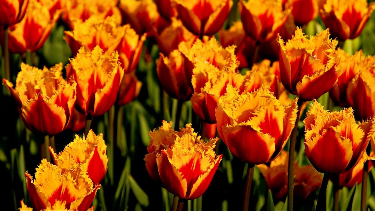 Wallpaper tulips, flowers, two-color, double, bed, close-up