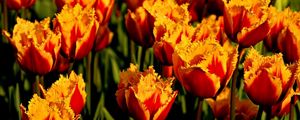 Preview wallpaper tulips, flowers, two-color, double, bed, close-up