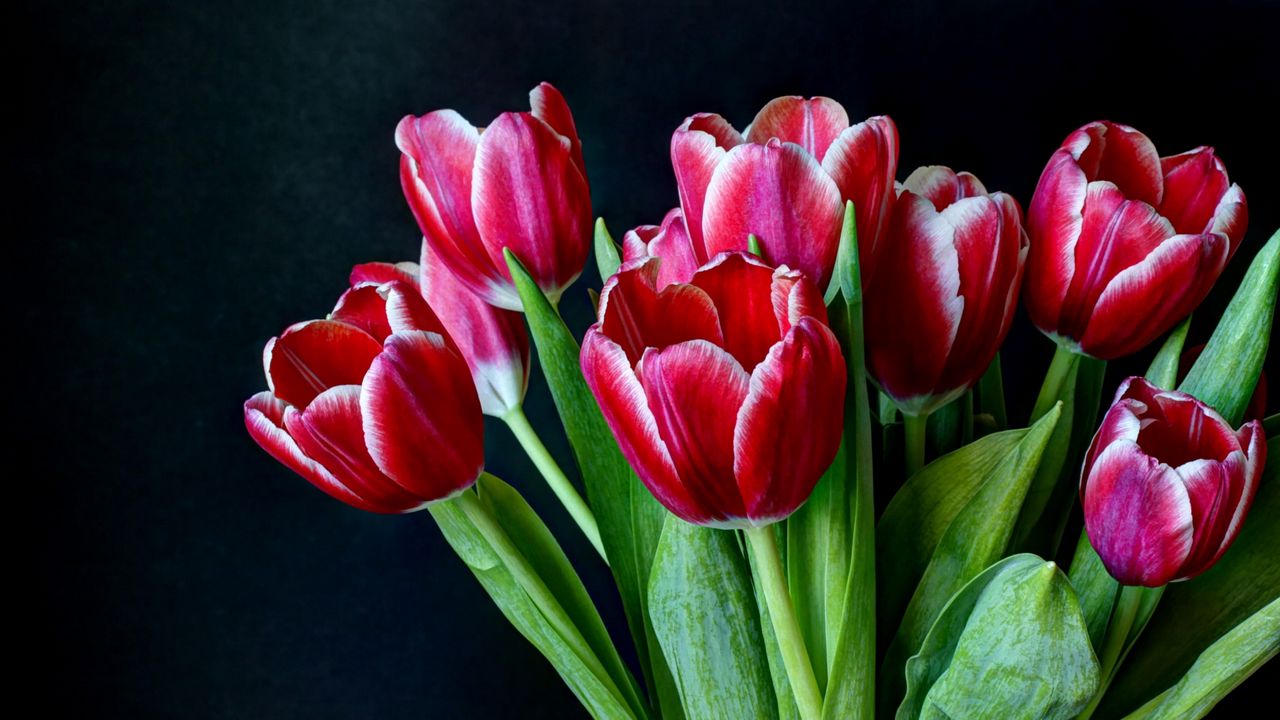 Wallpaper tulips, flowers, two-color, bouquet, dark background