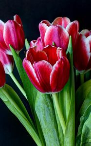 Preview wallpaper tulips, flowers, two-color, bouquet, dark background