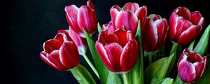 Preview wallpaper tulips, flowers, two-color, bouquet, dark background