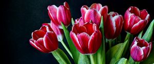 Preview wallpaper tulips, flowers, two-color, bouquet, dark background