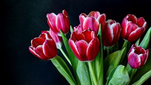 Preview wallpaper tulips, flowers, two-color, bouquet, dark background