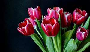Preview wallpaper tulips, flowers, two-color, bouquet, dark background