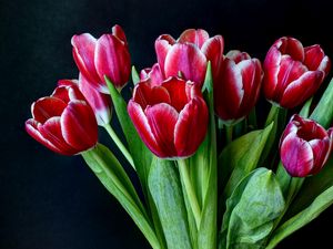 Preview wallpaper tulips, flowers, two-color, bouquet, dark background