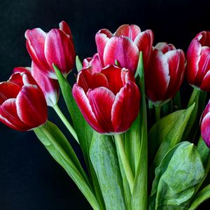 Preview wallpaper tulips, flowers, two-color, bouquet, dark background