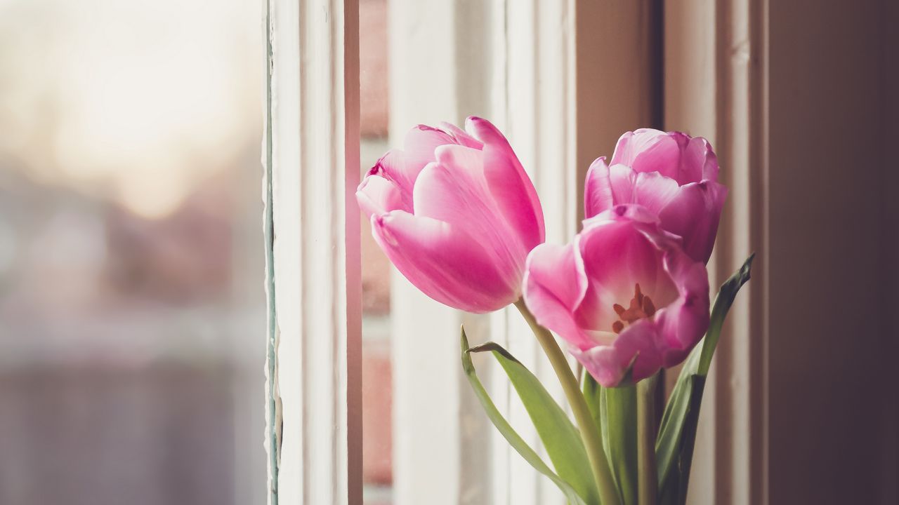 Wallpaper tulips, flowers, vase, window