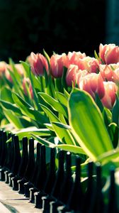 Preview wallpaper tulips, flowers, wall, bed, spring, sunny